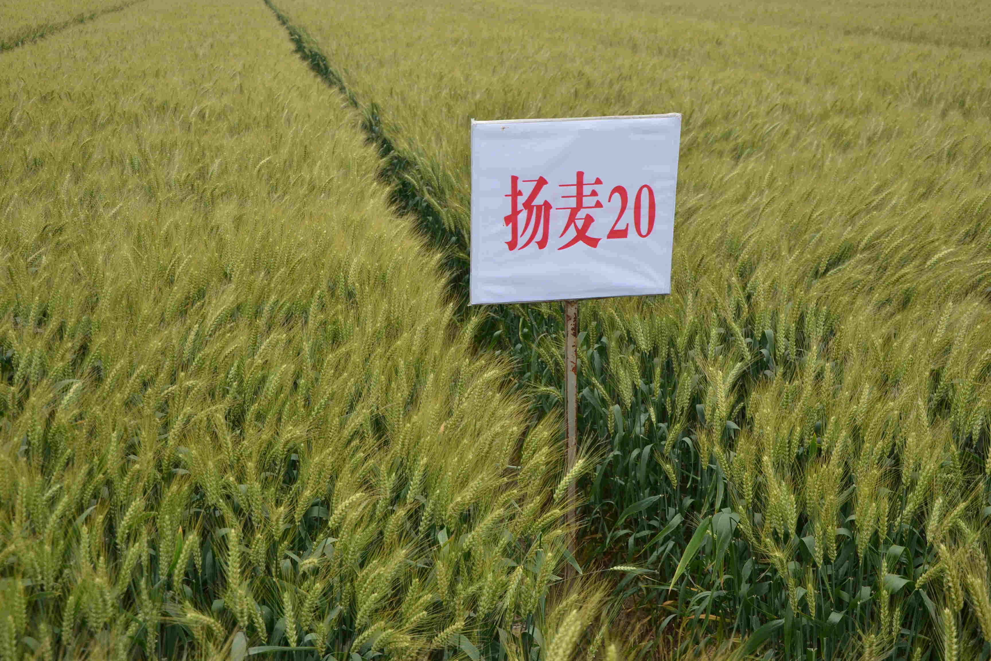 扬麦20 中农发种业集团股份有限公司
