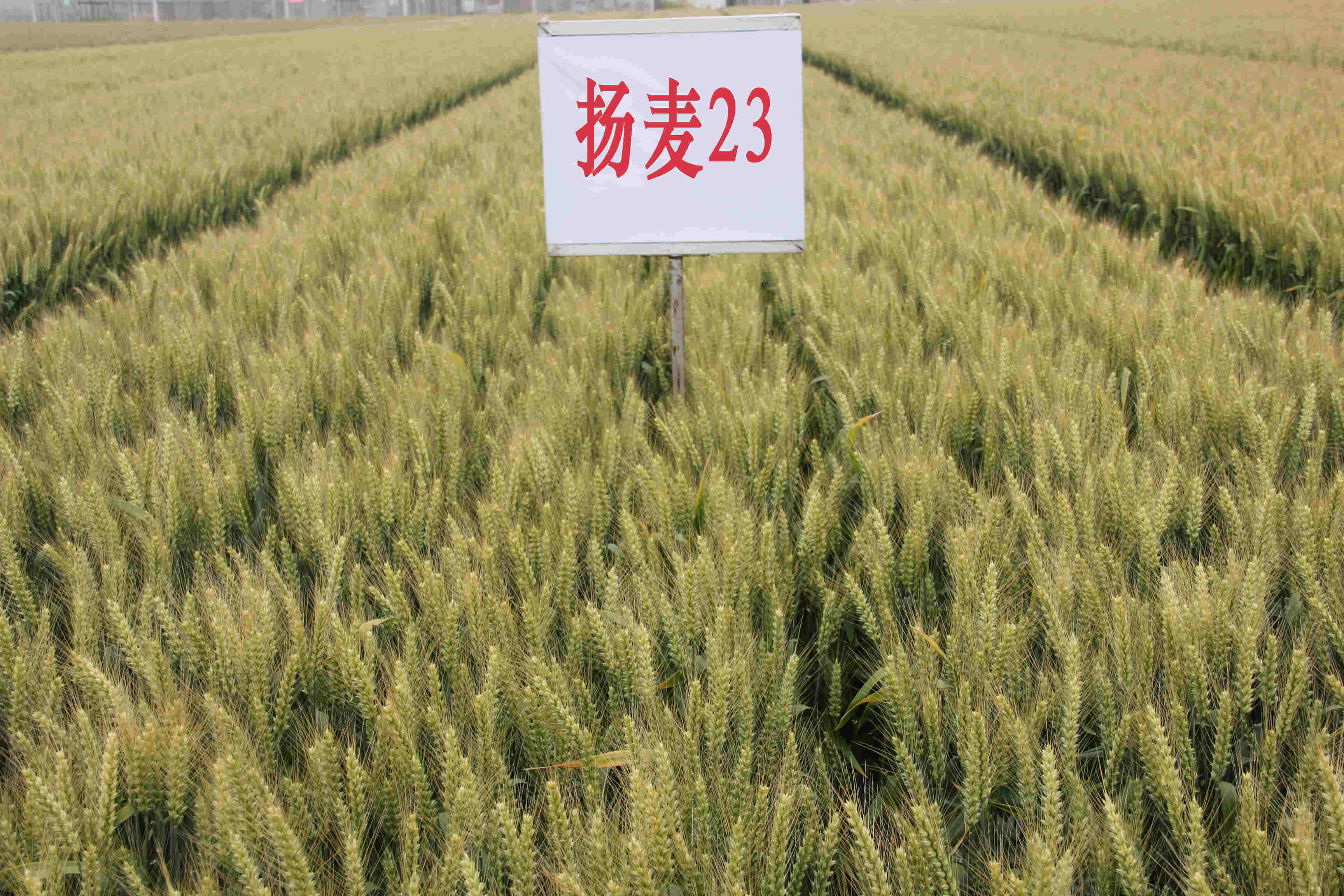 扬麦23 中农发种业集团股份有限公司